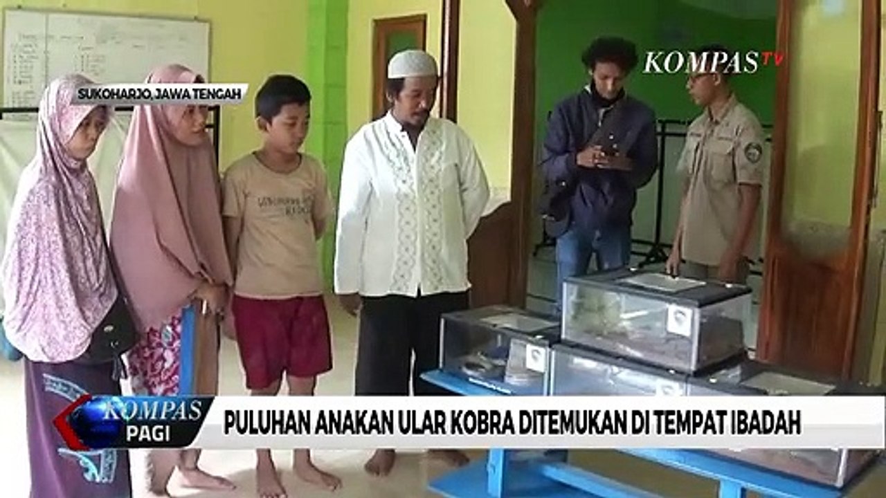 Keberadaan Kobra Mengancam, Pengamat Reptil: Kobra Tidak Takut dengan Manusia