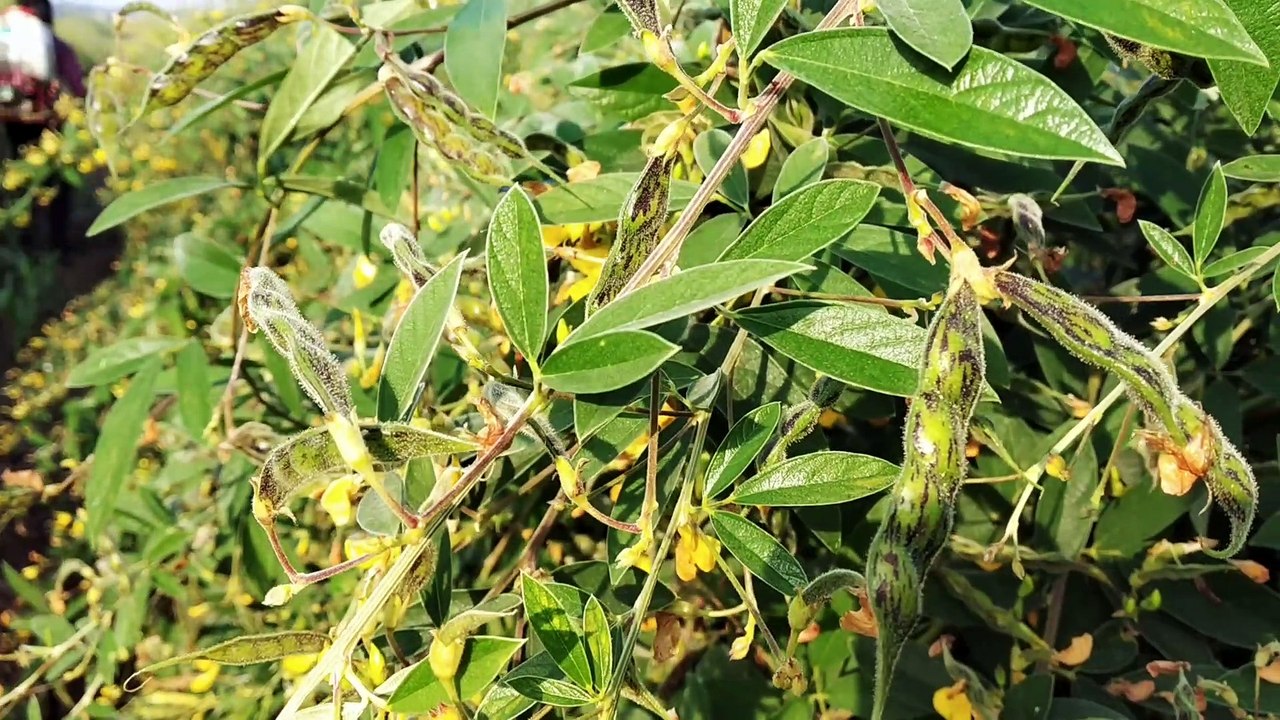 arhar ki kheti kaise karte hai