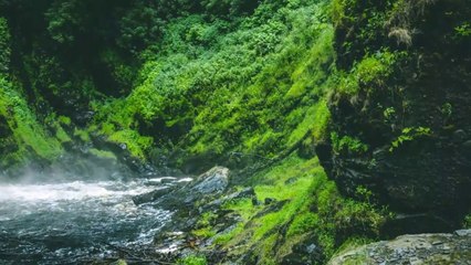 A TREE THAT EMITS PRECIOUS METAL | Anokha Drakhat