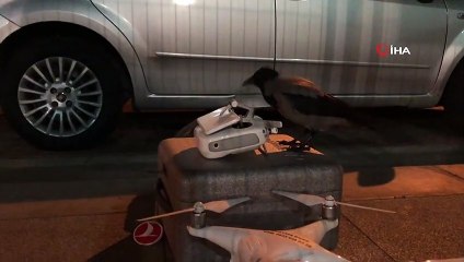 Karganın drone merakı