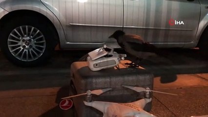 Karganın drone merakı