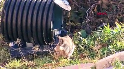 Muhtar, mahalleyi kedi evleriyle donattı