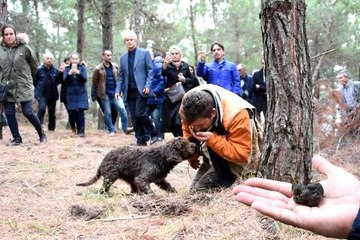 Mantar avcısı Arthur, 1500 Euro'luk trüf mantarı topladı