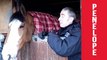 Meet the horses of Northumbria Police Mounted Section