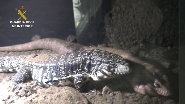 Desmantelan tienda de animales que enviaba por mensajería animales exóticos