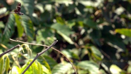 Science Copies Nature's Secrets - Biomimicry