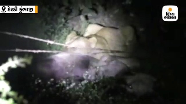 ગોંડલ પાસે દેરડી(કુંભાજી) ગામમાં સિંહે બે ગાય પર હુમલો કર્યો