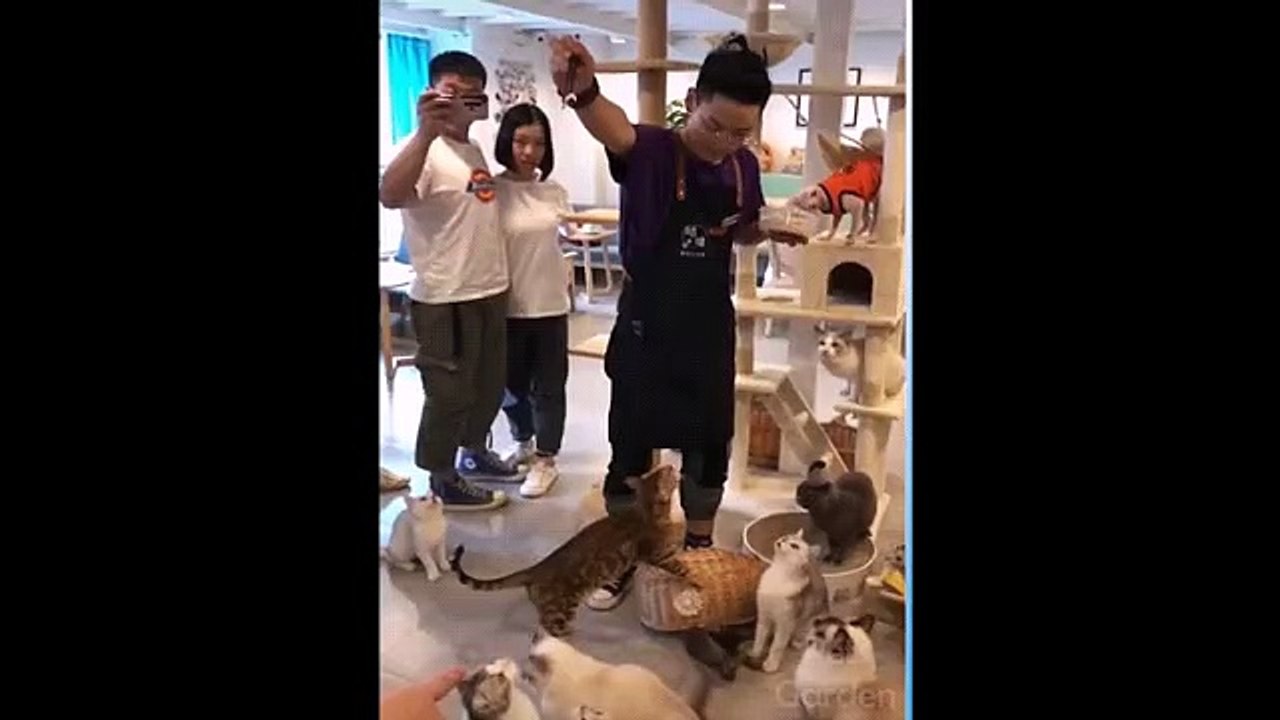 Funny cute animals 