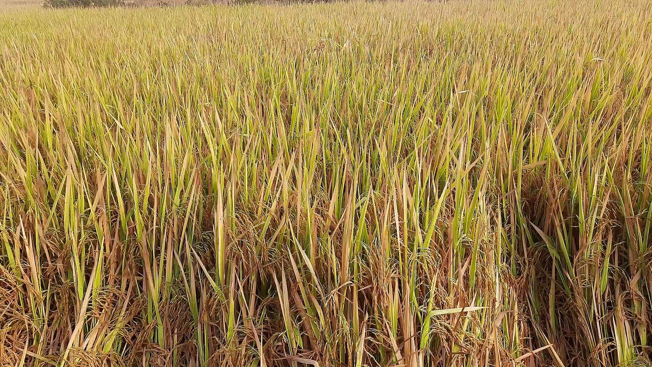 Peddy farm of India.