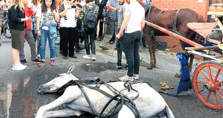 Son dakika: Adalar'da faytonlara at koşulması 3 ay süreyle durduruldu