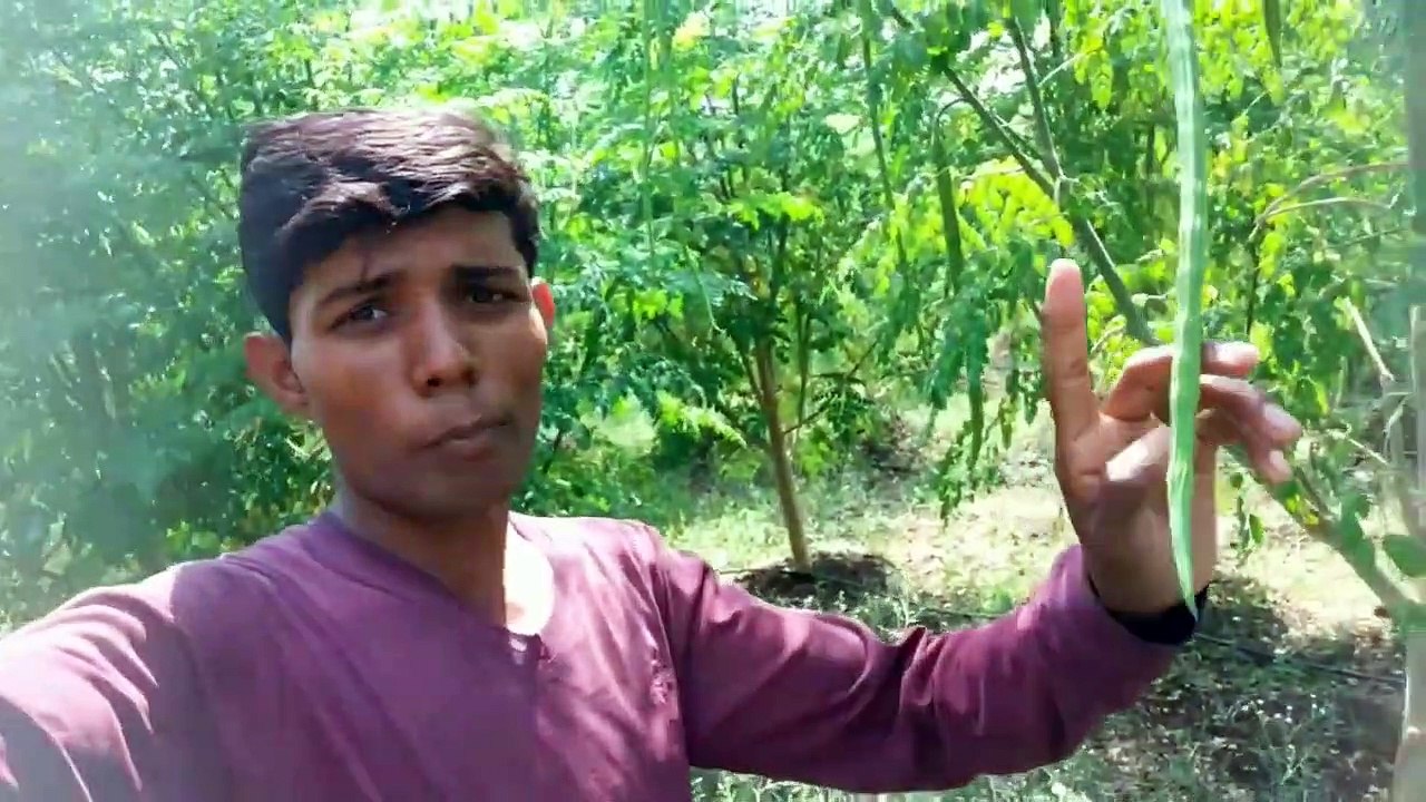 सहजन की खेती Drumstick Farming in India 2019