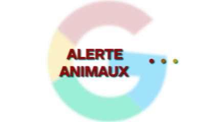 Bénévole dans un refuge, elle retrouve son chat disparu depuis 3 ans