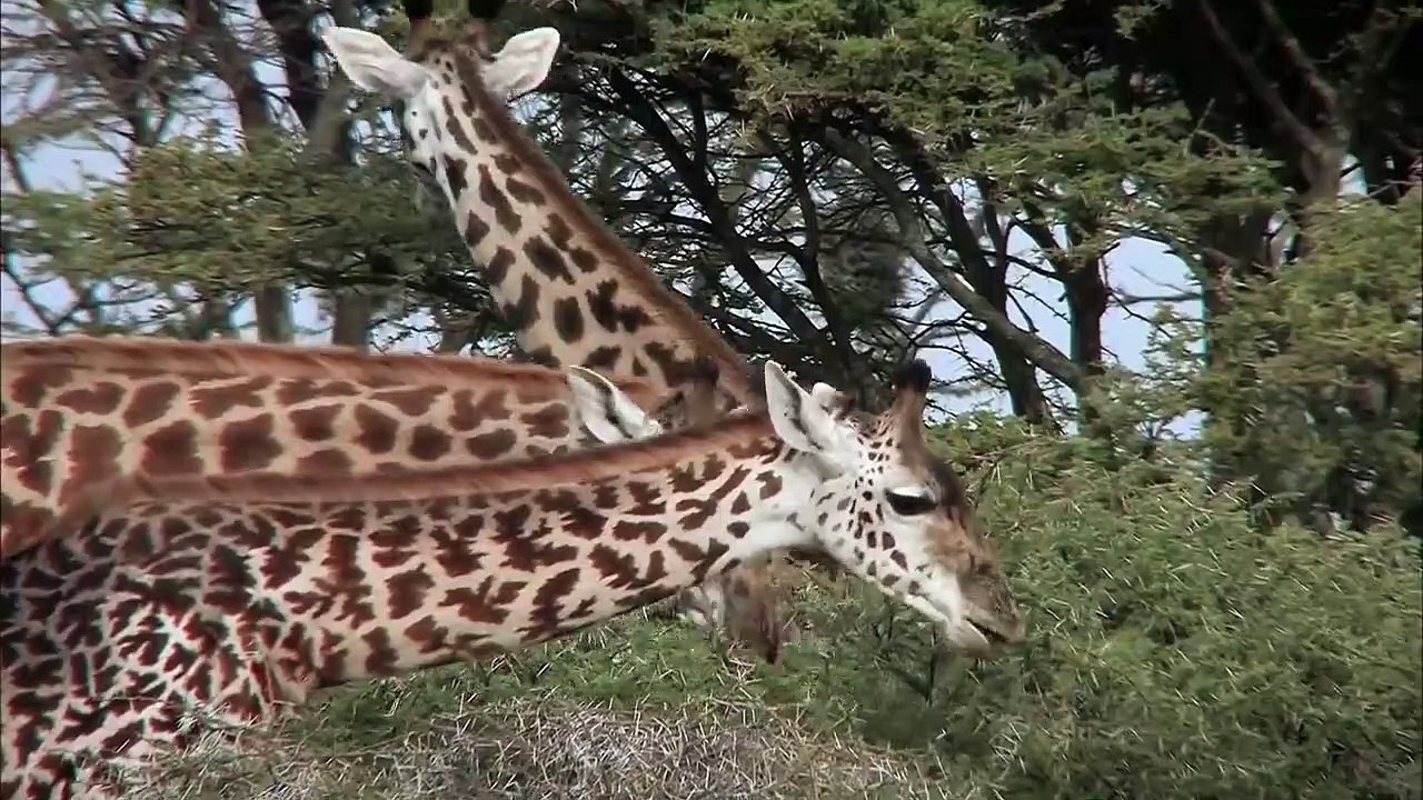 The Greatest Animal Migration (Nature Documentary)