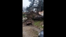 Tempête Elsa: cet arbre centenaire s'est écrasé sur une voiture dans la Loire, déraciné par la force du vent