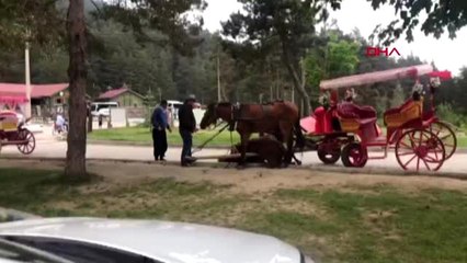 Tải video: Bolu abant'ta fayton çeken atlar - arşiv-2