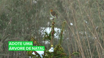 Quer um natal mais verde? Então alugue uma árvore!