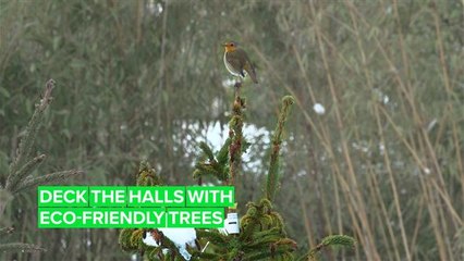 Want a greener Christmas? Then rent a tree!