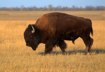 Le bison d'Amérique du Nord retrouve ses terres d'origines