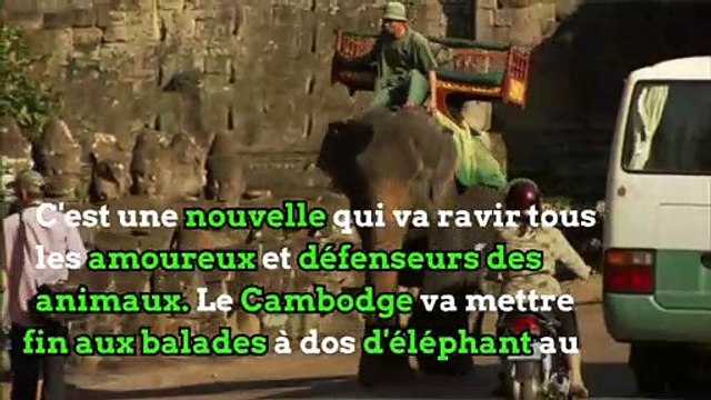 Le Cambodge interdit les balades à dos d'éléphant à Angkor Wat