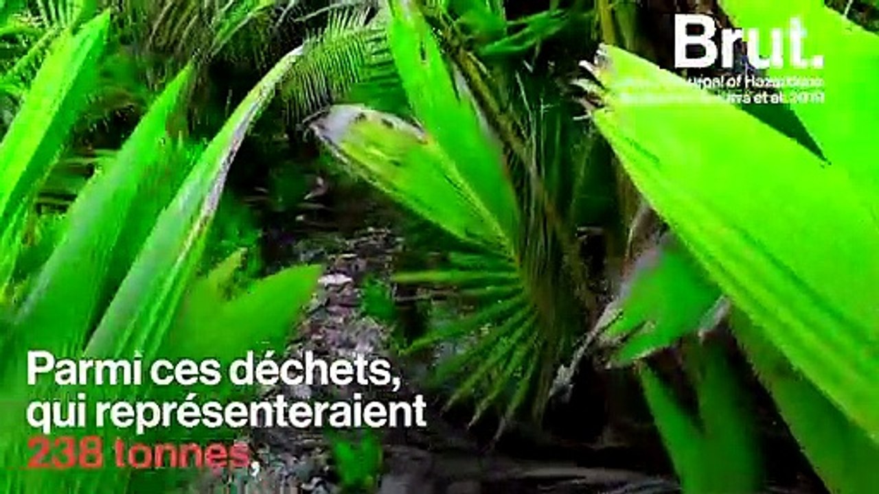 Plus d'un demi-million de bernard-l'hermites tués par le plastique