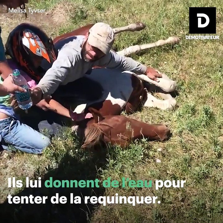 Cette jument sauvage s'est retrouvée coincée dans des barbelés !