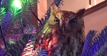 Cette famille tombe nez à nez avec un invité surprise entre les décorations de leur sapin de Noël