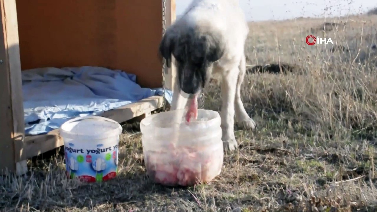 Belediye personelinin eziyet ettiği ‘Şeker’ artık kaymakamlık konutunda