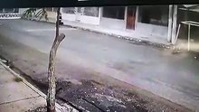 Cães heróis salvam mulher de assalto ao assustarem o ladrão