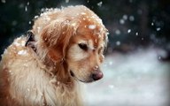 Este perro 'llora' después ser rescatado de un vendedor de carne