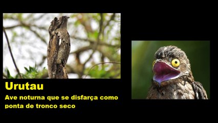 Canto triste do Urutau