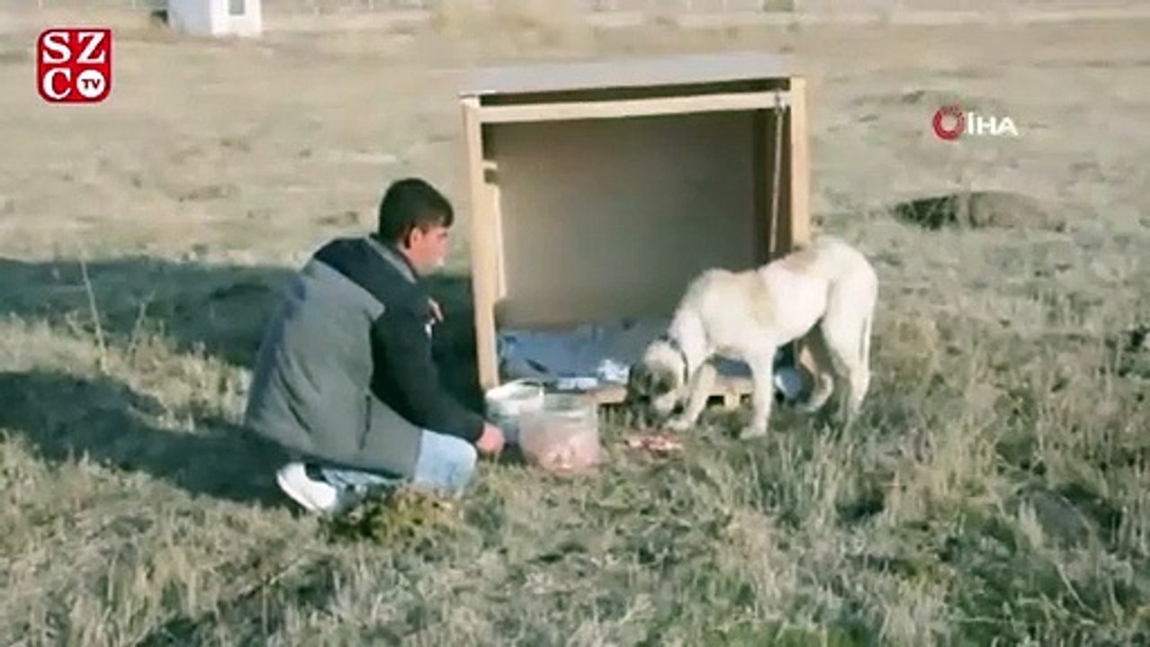 Eziyet edilen ‘Şeker’ köpek artık kaymakamlık konutunda