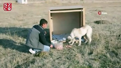 Eziyet edilen ‘Şeker’ köpek artık kaymakamlık konutunda