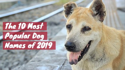 Popular Dog Names
