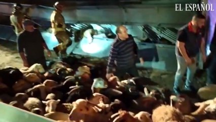 Accidente Murcia ganado