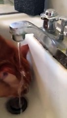 Spoiled Cat Demands to Drink from Sink