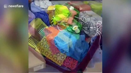 Indian customs officers seize animals from suspected smuggler