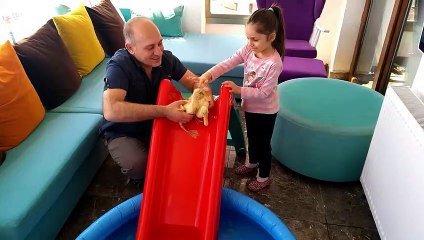 ÖRDEKLERİMİZE VEDA PARTİSİ. BUGÜN SON KEZ YÜZDÜRÜP BANYO YAPTIRDIK.