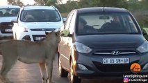 Esta leona intenta abrir la puerta de un coche de turistas en Sudáfrica