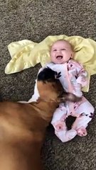 Boxer Snuggles with Baby