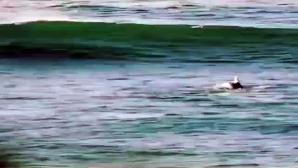 Delfines se colocan en fila y derriban adrede a un surfista
