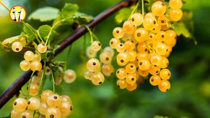 बाल झड़ना कम कैसे करें How to reduce hair fall