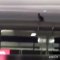 Esta gata deambula por un aeropuerto de Nueva York y esquiva la persecución policial por una semana
