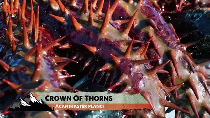 Extremely Bizarre Creatures!