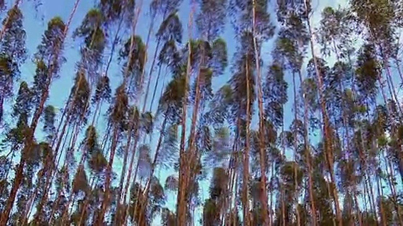 Trailer Raça