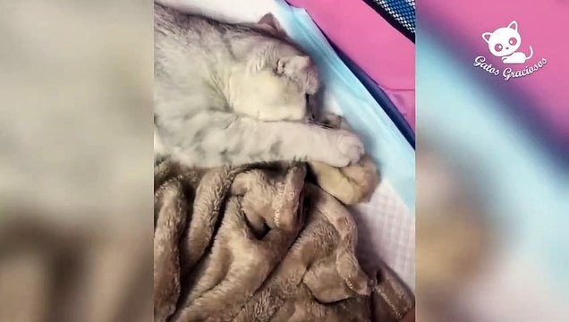Gatos Graciosos - Los Mejores Videos de Gatos Chistosos