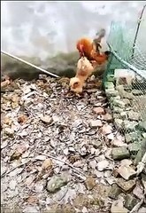 Chicken VS Dog Fight  -  Funny Dog Fight Videos