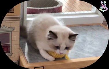 [190902] BLACKPINK Lalisa cats - Playful Lily in Cocobono (featuring Papa Luca & Uncle Leo!)