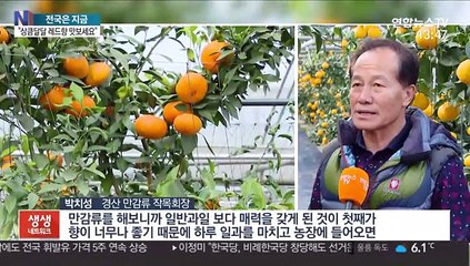 경산 레드향을 아시나요?…겨울 본격 출하
