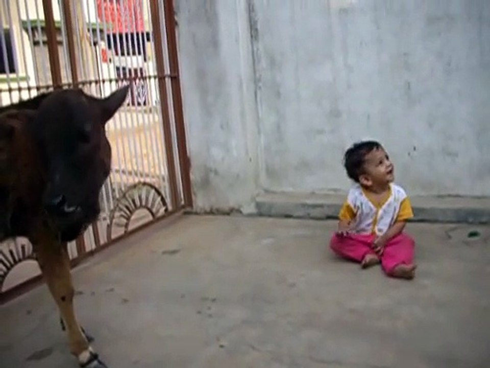 Crazy life - baby cow playing with a baby in India