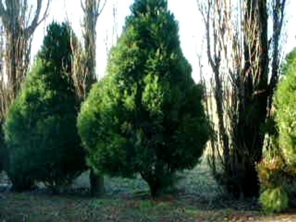 DSCF0005